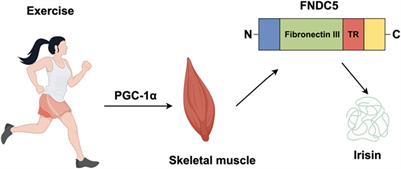 The role of exercise-related FNDC5/irisin in depression